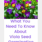Violas growing in a garden.