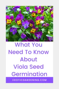 Violas growing in a garden.