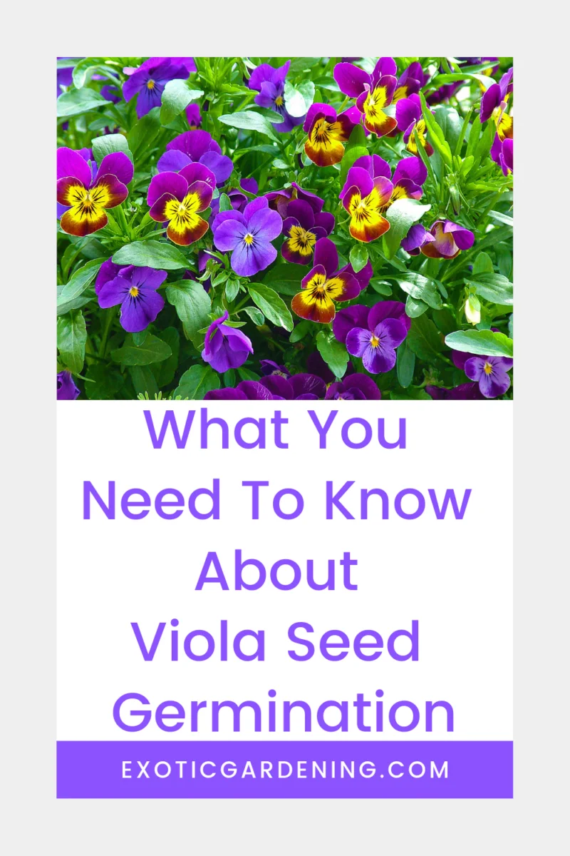 Violas growing in a garden.