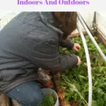 Sheri Ann Richerson harvesting lettuce from inside her high tunnel house in December.