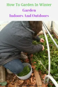 Sheri Ann Richerson harvesting lettuce from inside her high tunnel house in December.