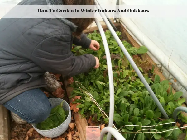 Sheri Ann Richerson harvesting lettuce from inside her high tunnel house in December.