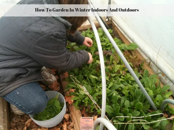 Sheri Ann Richerson harvesting lettuce from inside her high tunnel house in December.