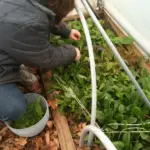 Sheri Ann Richerson harvesting lettuce from inside her high tunnel house in December.