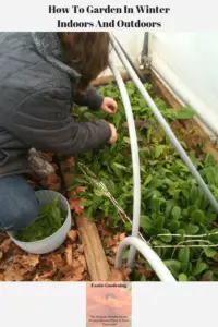 Sheri Ann Richerson harvesting lettuce from inside her high tunnel house in December.